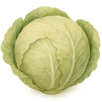 cabbage