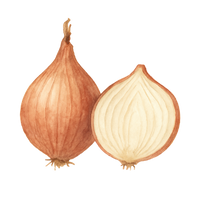 shallot